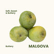 Malgova