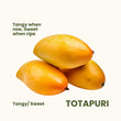Totapuri